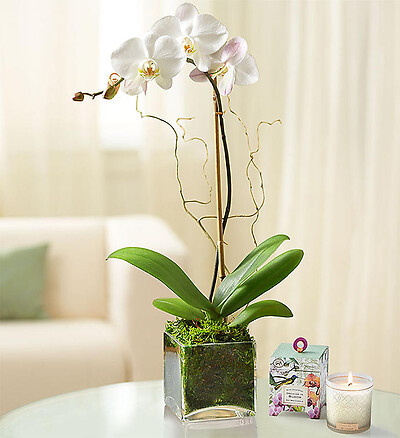 Elegant Orchid